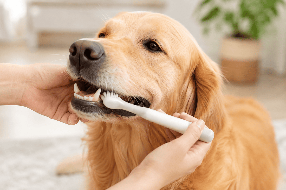 犬・猫にも歯磨きは必要？毎日できるデンタルケアのすすめ - Kizuna Pets