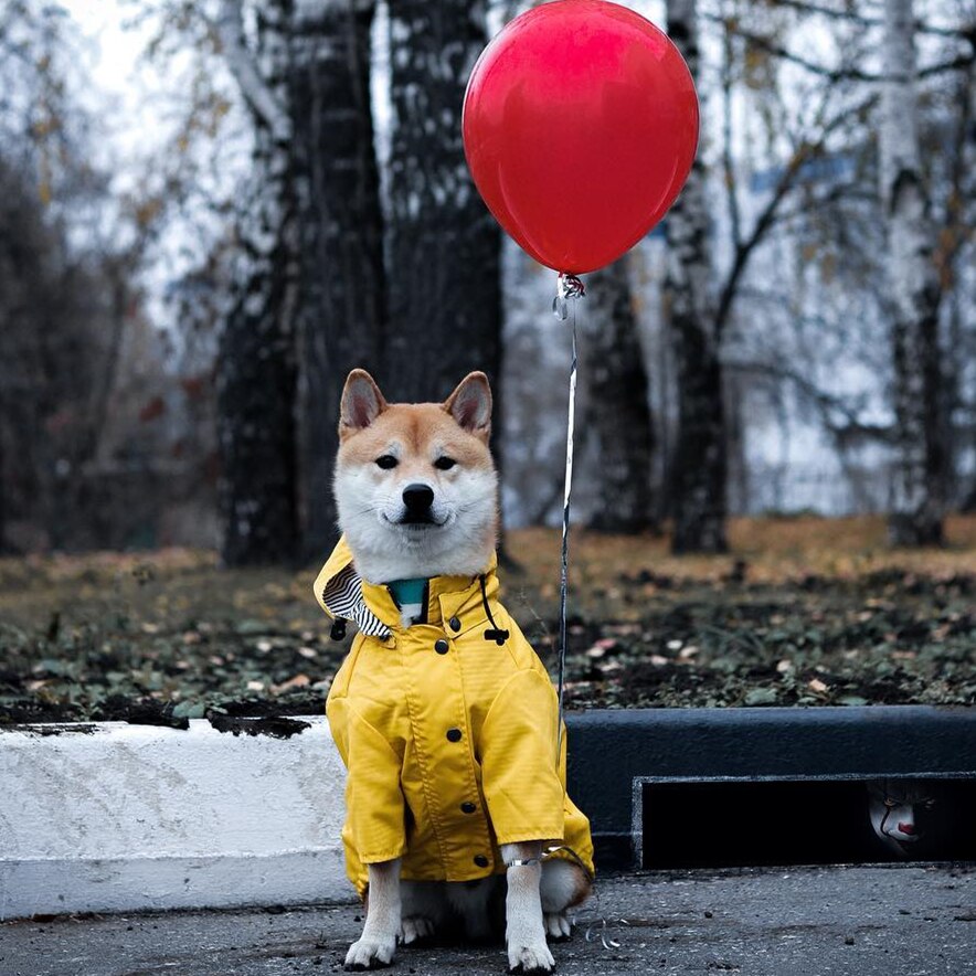 犬用レインコート ドッグウェア 雨の日の散歩に 小型〜大型犬対応 | Kizuna Pets