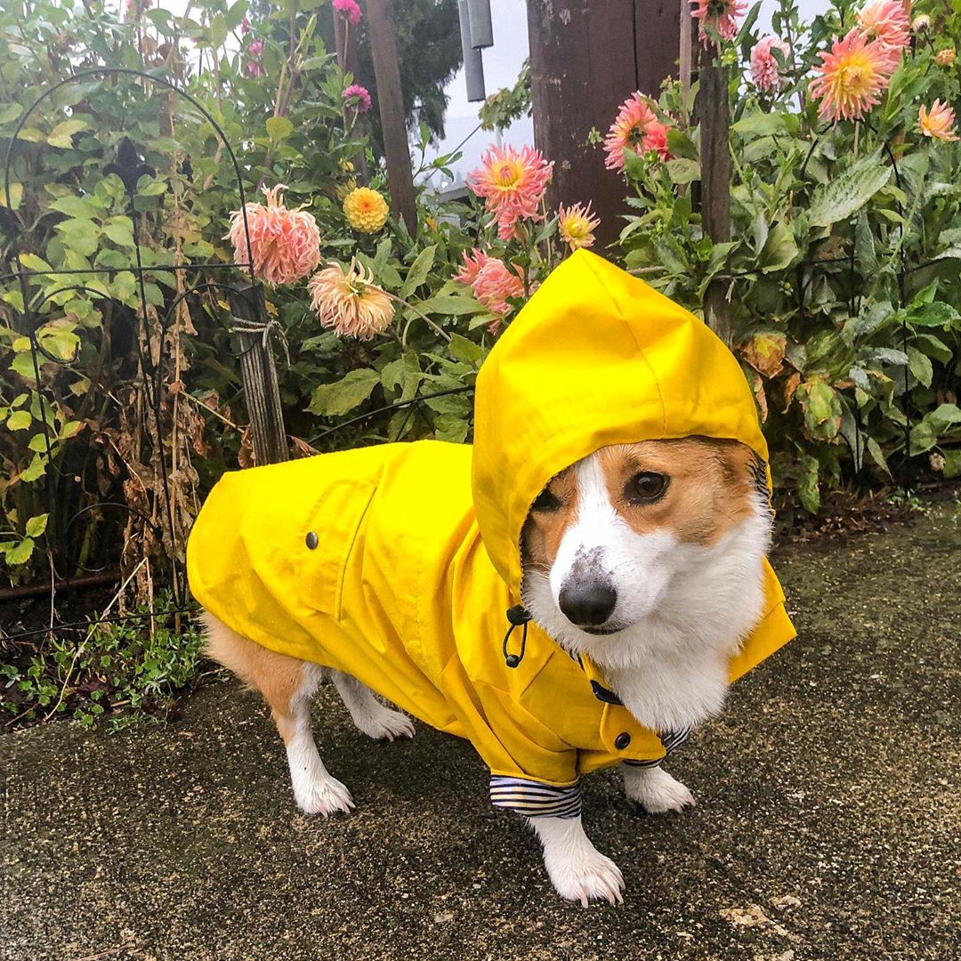 犬用レインコート ドッグウェア 雨の日の散歩に 小型〜大型犬対応 | Kizuna Pets