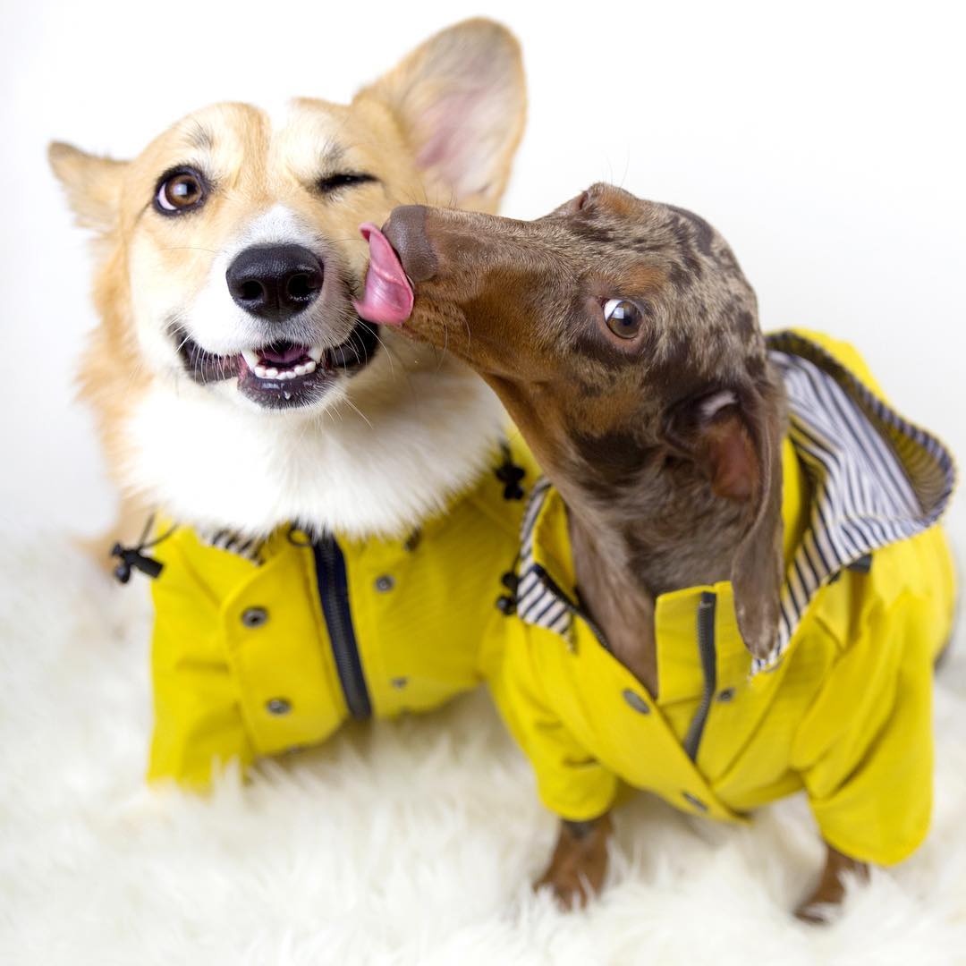犬用レインコート ドッグウェア 雨の日の散歩に 小型〜大型犬対応 | Kizuna Pets