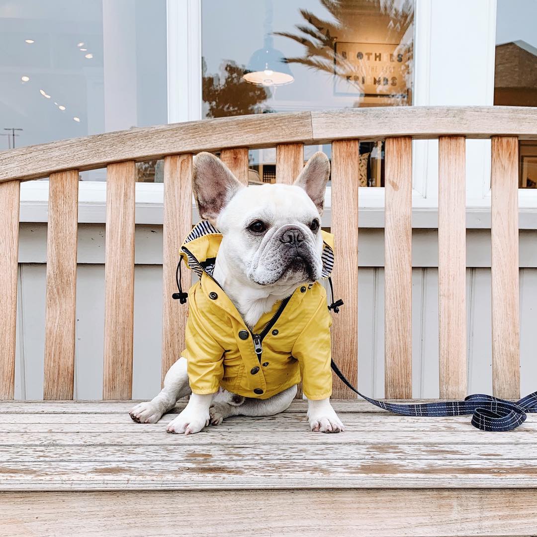 犬用レインコート ドッグウェア 雨の日の散歩に 小型〜大型犬対応 | Kizuna Pets