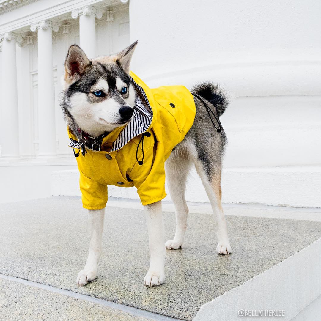 犬用レインコート ドッグウェア 雨の日の散歩に 小型〜大型犬対応 | Kizuna Pets