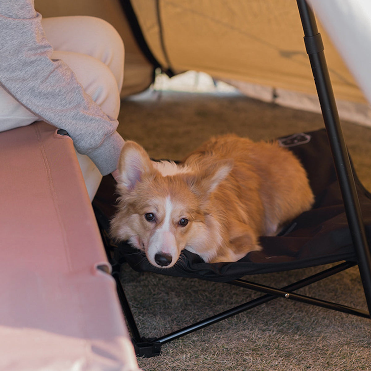 ペット用折りたたみアウトドアベッド 洗える 取り外し可能 犬猫対応 | Kizuna Pets